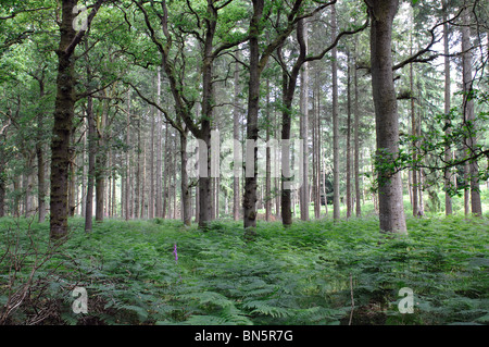 Nagshead Nature Reserve, Wald des Dekans, Gloucestershire, England, UK Stockfoto