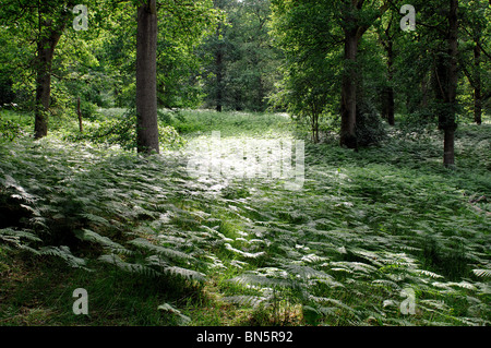 Nagshead Nature Reserve, Wald des Dekans, Gloucestershire, England, UK Stockfoto