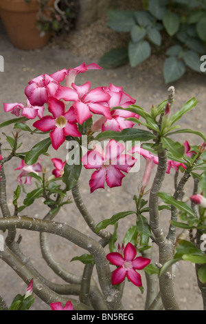 Desert Rose, Wüste Biom, Brooklyn Botanic Garden, Brooklyn, NY. Stockfoto
