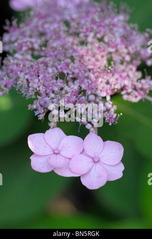 Japanische Hortensie Stockfoto