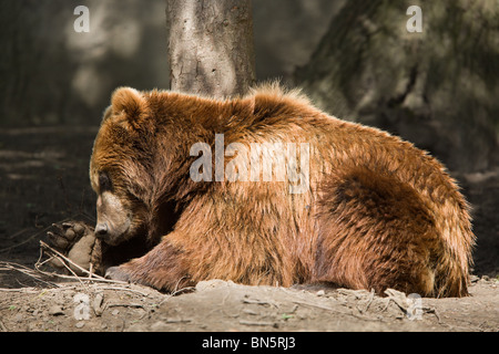 Kamtschatka Bär spielen - Ursus Arctos Beringianus Stockfoto