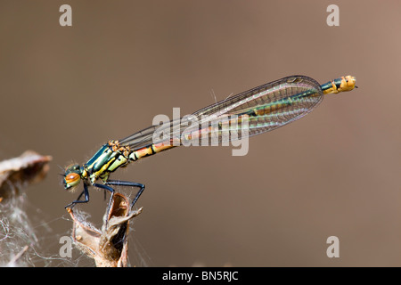 Große rote Damselfly; Pyrrhosoma nymphula Stockfoto