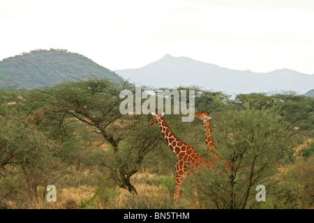 Retikuliert Giraffen Blätter aus Akazien zu essen. Bild von Samburu Game Reserve, Kenia, Ostafrika. Stockfoto