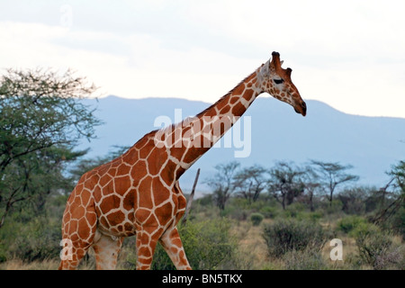 Netzartige Giraffe zu Fuß hoch. Bild von Samburu Game Reserve, Kenia, Ostafrika. Stockfoto