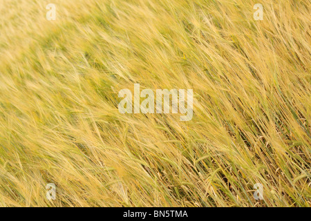 Weizenfeld Reifung im June England UK Stockfoto