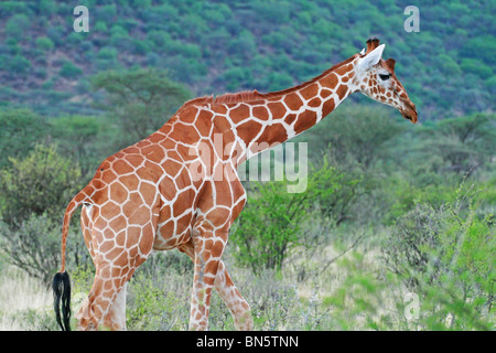 Netzartige Giraffe zu Fuß hoch. Bild von Samburu Game Reserve, Kenia, Ostafrika. Stockfoto