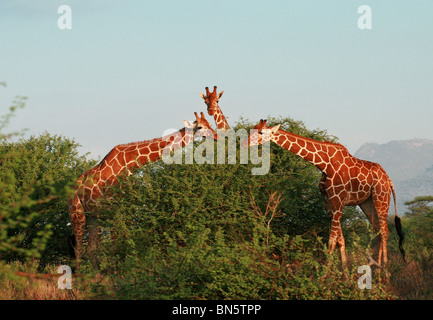 Retikuliert Giraffen Blätter aus Akazien zu essen. Bild von Samburu Game Reserve, Kenia, Ostafrika. Stockfoto