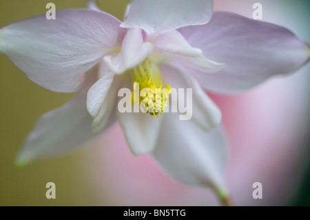 Eine einzelne blass rosa Akeleien Blume gemeinsame Name Akelei Stockfoto