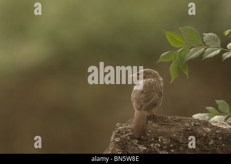 Jungle Babbler auf einem Felsen Stockfoto