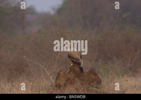 Steppenadler auf einem Ameisenhaufen in den frühen Morgenstunden Stockfoto