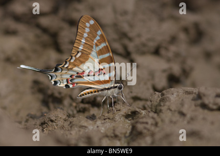 Vor Ort Schwertträger (ein wunderschöner Schmetterling) sitzen auf dem Boden und Schlamm-Puddel - ein hohen Kontrast Bild Stockfoto