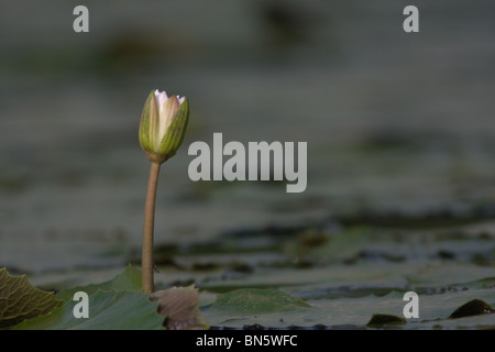 Eine junge Lotus Knospe in einem Teich in der Nähe von Bangalore, Karnataka, Indien Stockfoto