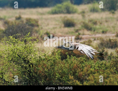 Kori Bustard fliegen in Samburu National Reserve, Kenia, Ostafrika Stockfoto