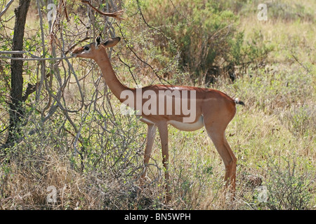 Gerenuk Antilope Essen verlässt in Samburu National Reserve, Kenia, Ostafrika Stockfoto