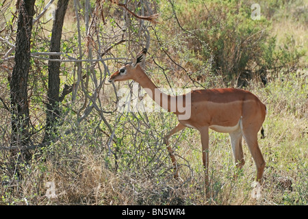 Gerenuk Antilope Essen verlässt in Samburu National Reserve, Kenia, Ostafrika Stockfoto