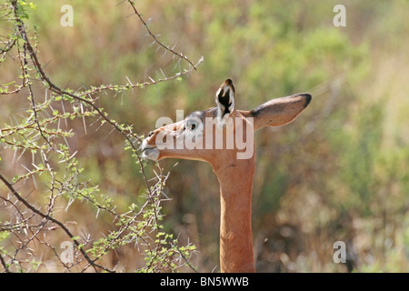 Gerenuk Antilope Essen verlässt in Samburu National Reserve, Kenia, Ostafrika Stockfoto