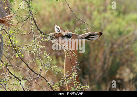 Gerenuk Antilope Essen verlässt in Samburu National Reserve, Kenia, Ostafrika Stockfoto