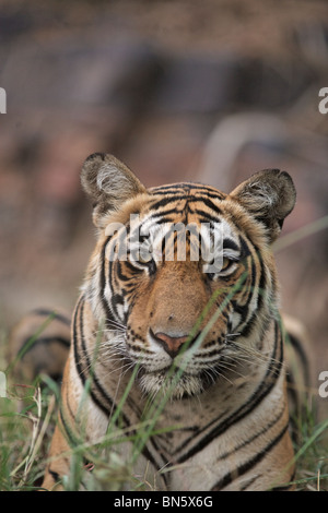 Ein Porträt von einem bengalischen Tiger in Ranthambore, Indien. (Panthera Tigris) Stockfoto