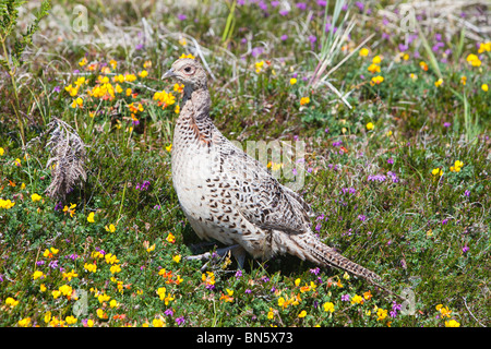 eine weibliche gemeinsame Fasan unter Blumen auf Tresco, Scilly-Inseln, UK. Stockfoto