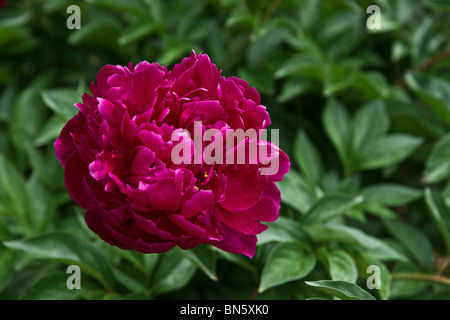Paeonia lactiflora Red Charm Pfingstrose eine wunderschöne Blume von oben Nahaufnahme Bilder Fotos Fotografie Verkauf auf Alamy horizontal in USA US hochauflösend Stockfoto
