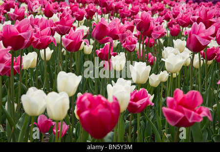 Tulip Time Festival Dutch Holland Michigan in den USA Ein Feld voller blühender bunter Tulpen mit langen Stielen von oben oben, die niemand hochauflöst Stockfoto