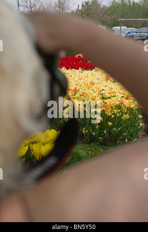 The Holland Michigan MI eine Frau, die Fotos von Tulpen macht, Rückansicht Bilder Fotos Fotografie Verkauf auf alamy vertikal in USA US hochauflösend Stockfoto