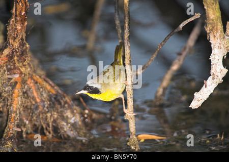 Gemeinsamen Yellowthroat Geothlypis Trichas Männchen thront auf Zweig auf der Halbinsel Zapata, Republik Kuba im März. Stockfoto