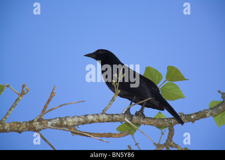 Kubanische Blackbird Tauchgänge Atroviolacea thront auf Zweig in La Boca, Republik Kuba im März. Stockfoto