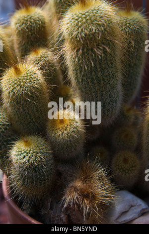 Sukkulenten Kaktus Cleistocactus strausii Silberne Fackel Wooly Fackel Blume in Töpfen aus nächster Nähe von oben niemand Hi-res Stockfoto