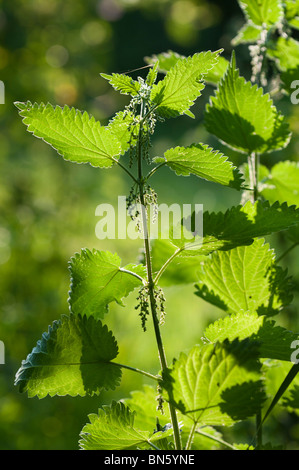 Blühende gemeinsame Brennnessel (Urtica Dioica) Stockfoto