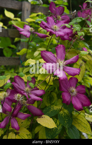 Blühendes lila Clematis viticella Blumen Pflanzen niemand Nahaufnahme Nahaufnahme Bunte niemand vertikale Vollformataufnahme floraler Hi-res Stockfoto