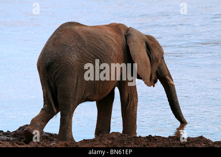 Elefant Trinkwasser aus Uaso Nyiro Fluss Samburu National Reserve, Kenia Afrika Stockfoto