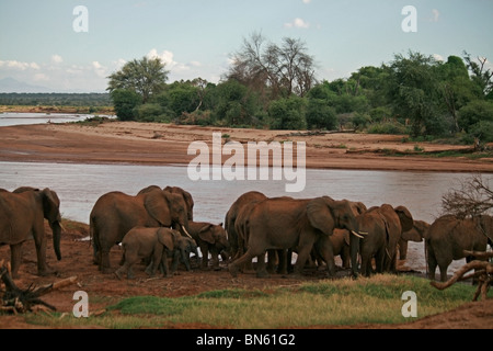 Herde Elefanten am Ufer des Uaso Nyiro River Samburu National Reserve, Kenia Afrika Stockfoto