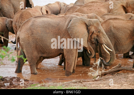 Herde Elefanten am Ufer des Uaso Nyiro River Samburu National Reserve, Kenia Afrika Stockfoto