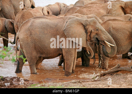 Herde Elefanten am Ufer des Uaso Nyiro River Samburu National Reserve, Kenia Afrika Stockfoto