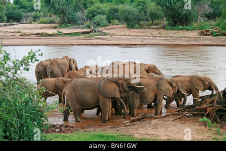 Herde Elefanten am Ufer des Uaso Nyiro River Samburu National Reserve, Kenia Afrika Stockfoto