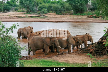 Herde Elefanten am Ufer des Uaso Nyiro River Samburu National Reserve, Kenia Afrika Stockfoto