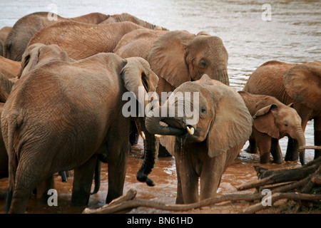 Herde Elefanten am Ufer des Uaso Nyiro River Samburu National Reserve, Kenia Afrika Stockfoto