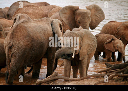 Herde Elefanten am Ufer des Uaso Nyiro River Samburu National Reserve, Kenia Afrika Stockfoto