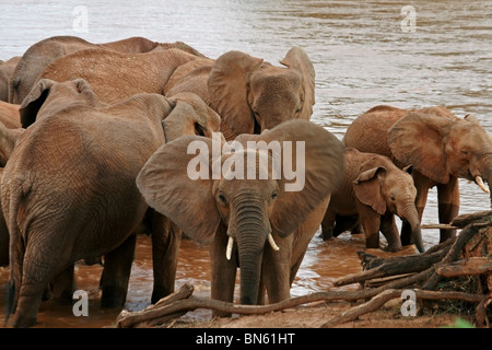 Herde Elefanten am Ufer des Uaso Nyiro River Samburu National Reserve, Kenia Afrika Stockfoto