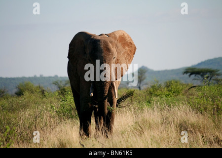 Elefant stehend im Grasland von Samburu National Reserve, Kenia Afrika Stockfoto