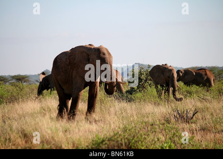 Elefanten stehen im Grasland von Samburu National Reserve, Kenia Afrika Stockfoto