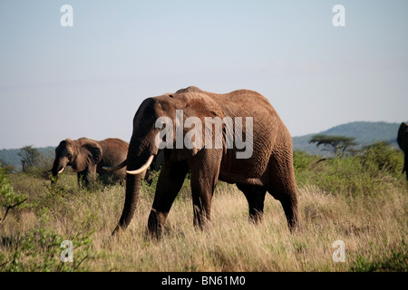 Elefant stehend im Grasland von Samburu National Reserve, Kenia Afrika Stockfoto