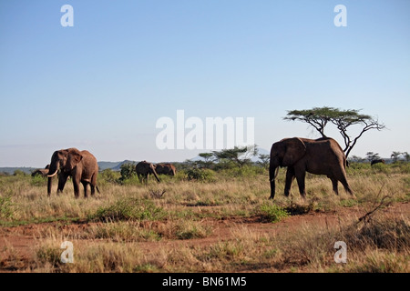 Elefanten stehen im Grasland von Samburu National Reserve, Kenia Afrika Stockfoto