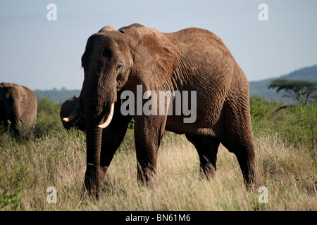 Elefant stehend im Grasland von Samburu National Reserve, Kenia Afrika Stockfoto