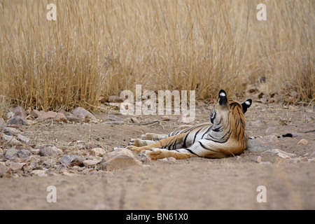 Ein Bengal Tiger liegend auf den Dschungel Schmutz Sand von Ranthambore Tiger Reserve, Rajasthan Indien. (Panthera Tigris) Stockfoto