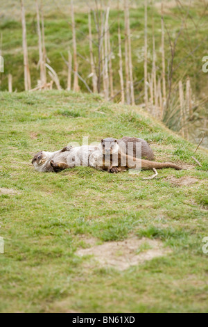 Eurasische Fischotter (Lutra Lutra). Paar, spielen und relaxen auf dem Land durch dykeside. Stockfoto