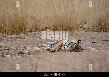 Ein Bengal Tiger liegend auf dem Dschungel-Feldweg von Ranthambore Tiger Reserve, Rajasthan Indien. (Panthera Tigris) Stockfoto