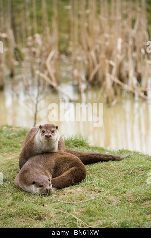 Eurasische Fischotter (Lutra Lutra). Paar. Entspannen auf der Bank. Stockfoto