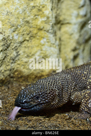 Eine einzige mexikanische Beaded Lizard (Heloderma horridum) beduftung der Luft mit seiner Zunge Stockfoto